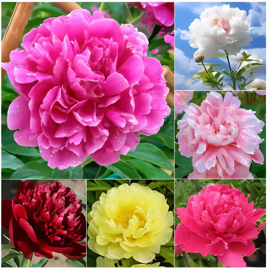 🔥Promoção🔥 Peônias da Rainha: Floresça seu Jardim 🌺