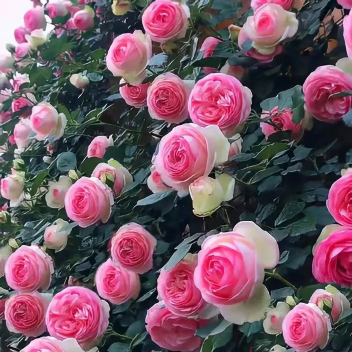 Sementes De Rosas Trepadeiras Com Cores Variadas 300 unidades