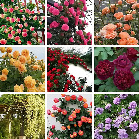 Sementes De Rosas Trepadeiras Com Cores Variadas 300 unidades