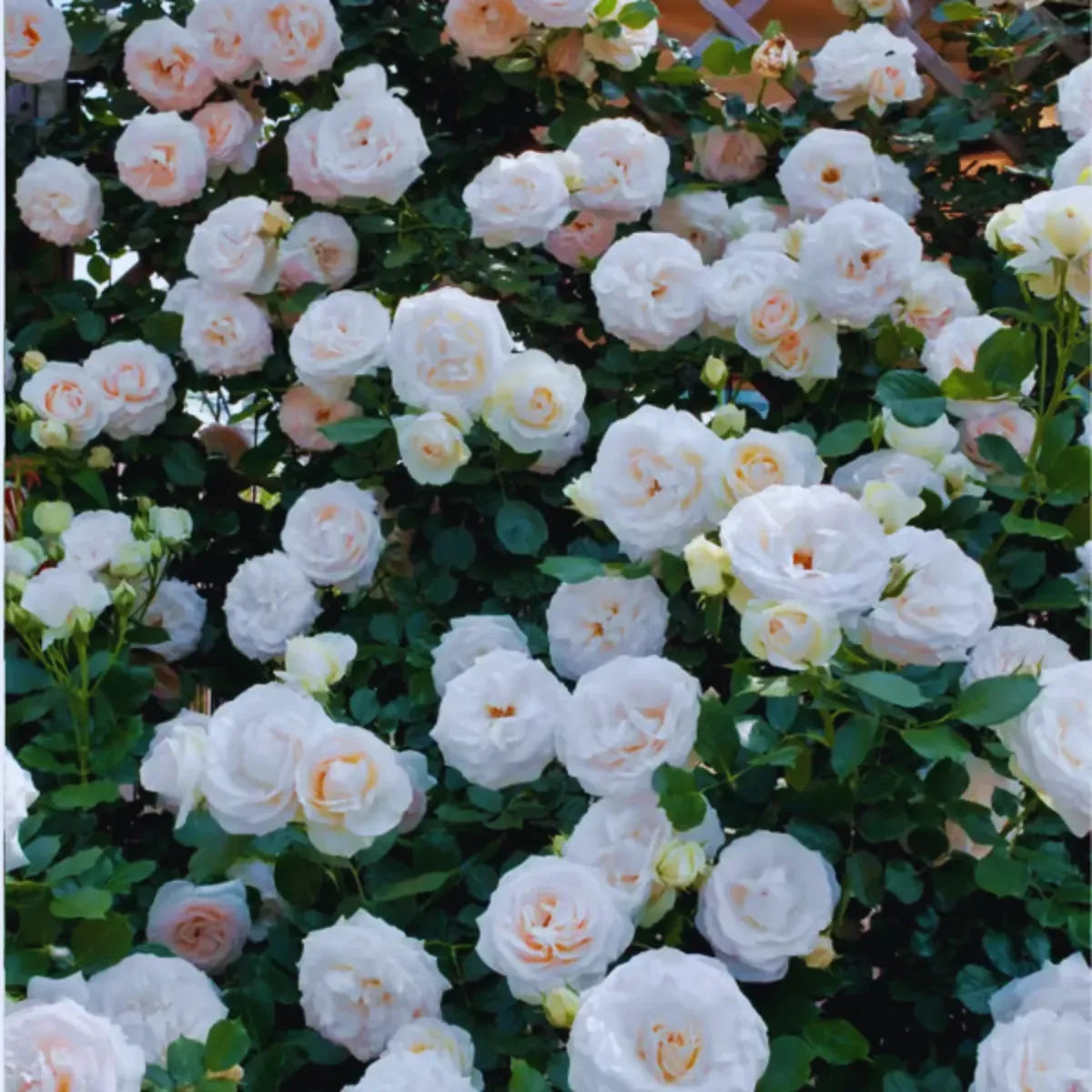 Sementes De Rosas Trepadeiras Com Cores Variadas 300 unidades