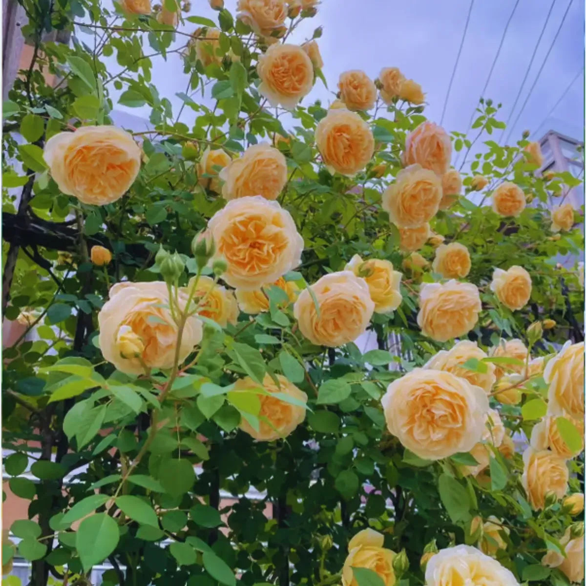 Sementes De Rosas Trepadeiras Com Cores Variadas 300 unidades
