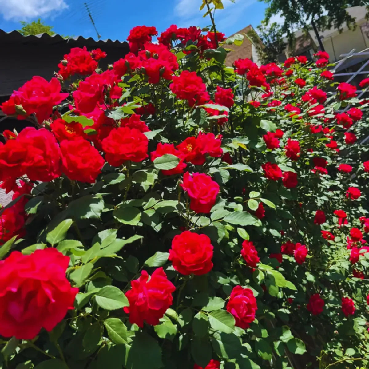 Sementes De Rosas Trepadeiras Com Cores Variadas 300 unidades