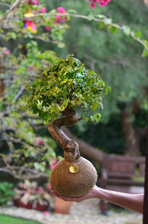 Kokedama Bonsai Ligustro 9 anos