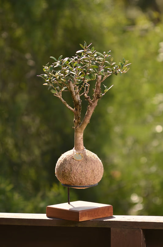 Kokedama Bonsai Oliveira - Idade variada