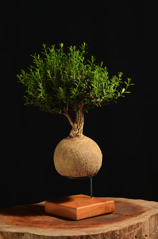 Kokedama Bonsai Buxus 11 anos