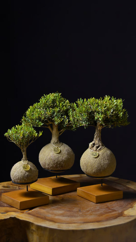 Kokedama Bonsai Familia - Composto de 2 ou 3 bonsais