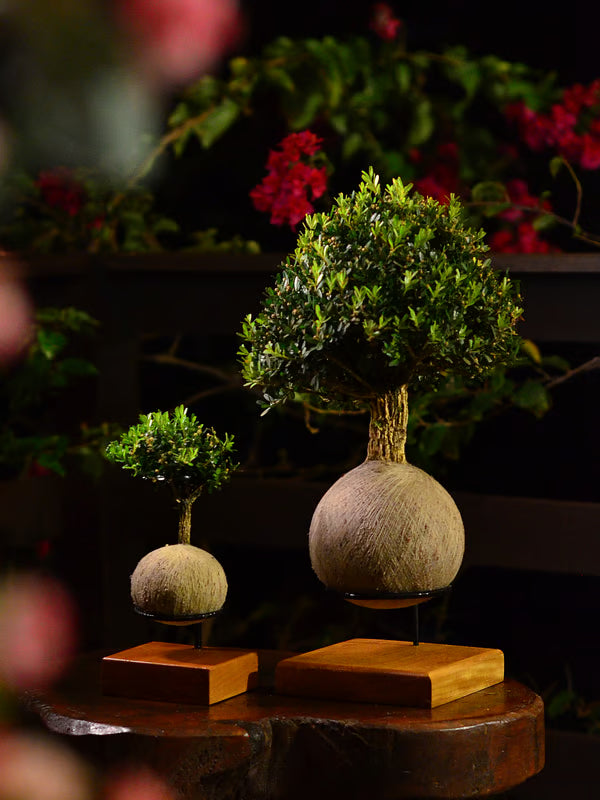 Kokedama Bonsai Buxus 11 anos