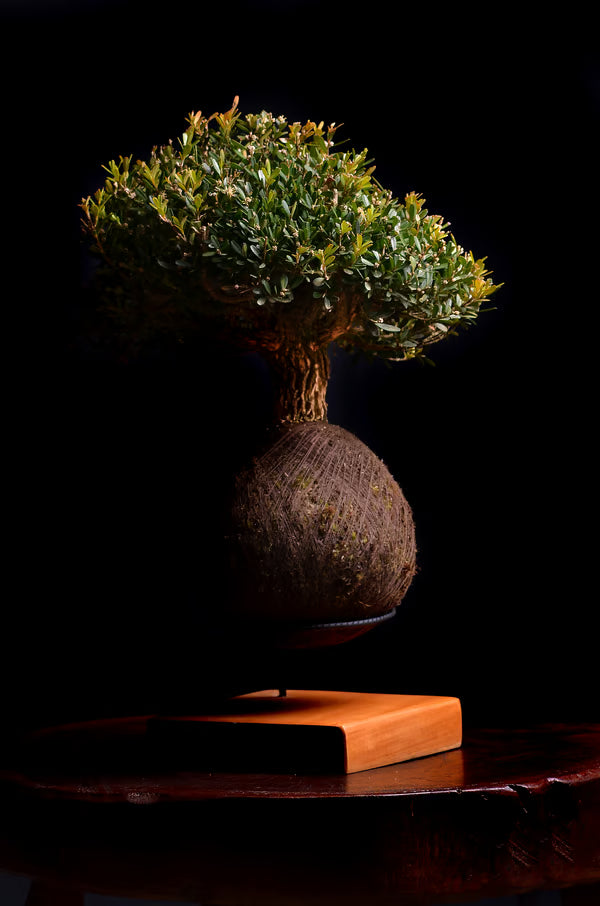 Kokedama Bonsai Buxus 11 anos