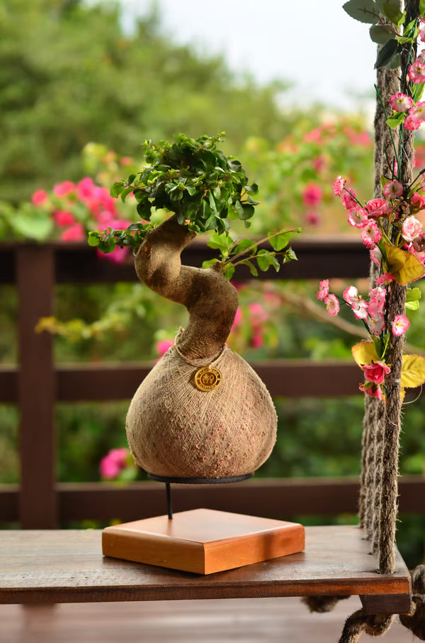 Kokedama Bonsai Ligustro 14 anos