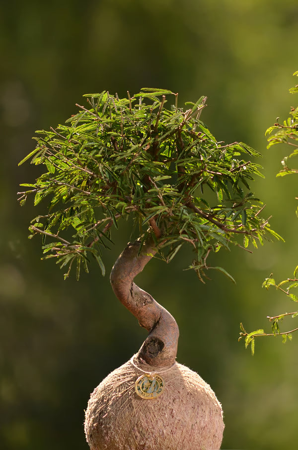 Kokedama Bonsai Caliandra