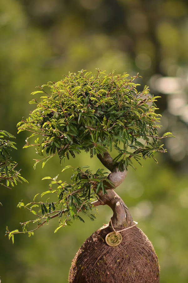 Kokedama Bonsai Caliandra