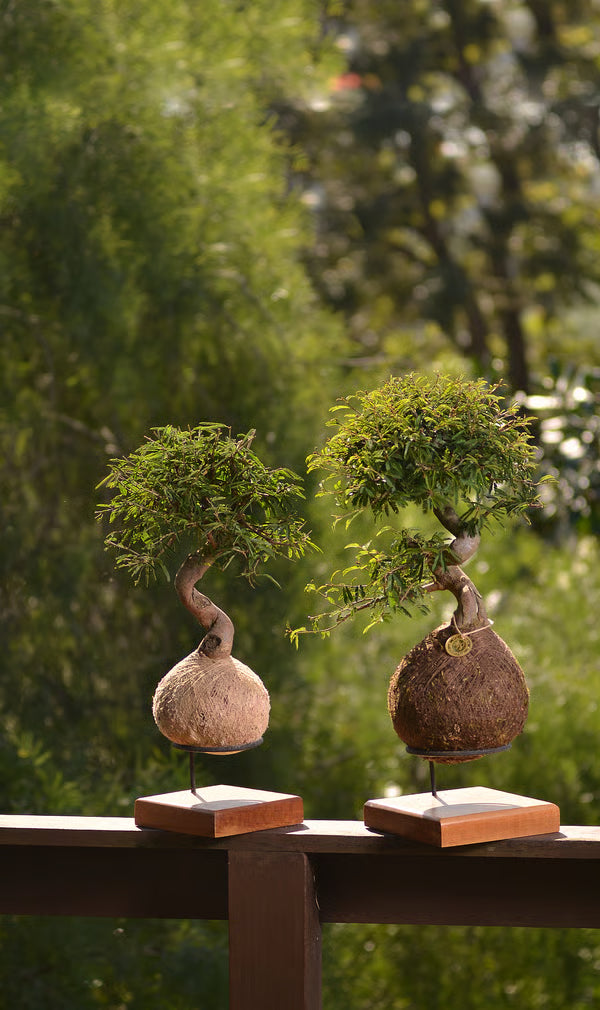 Kokedama Bonsai Caliandra
