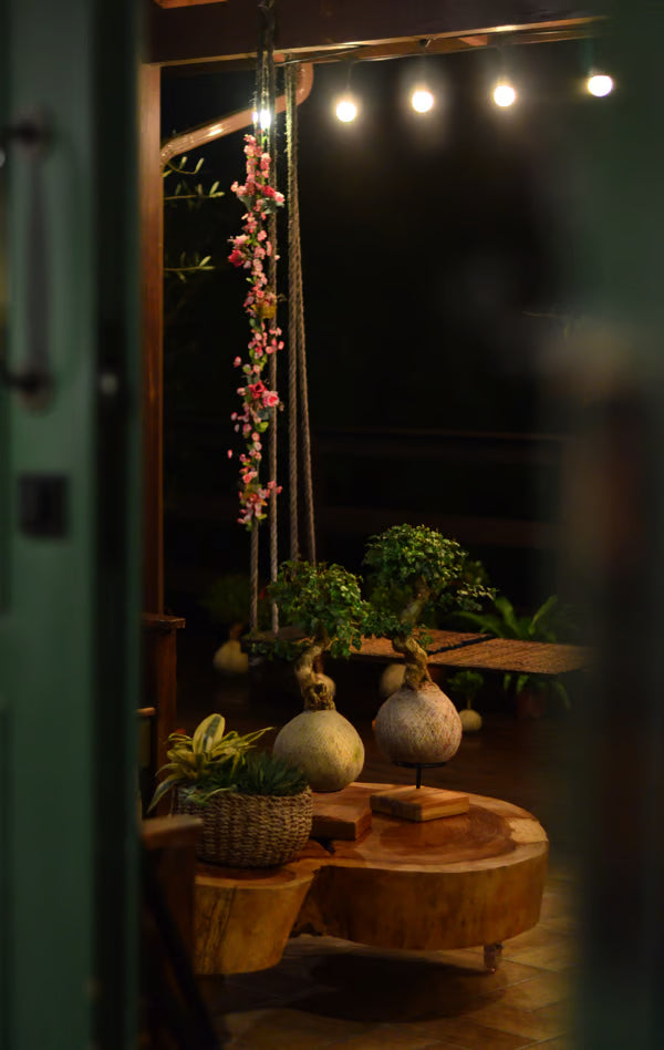 Kokedama Bonsai Ligustro 9 anos