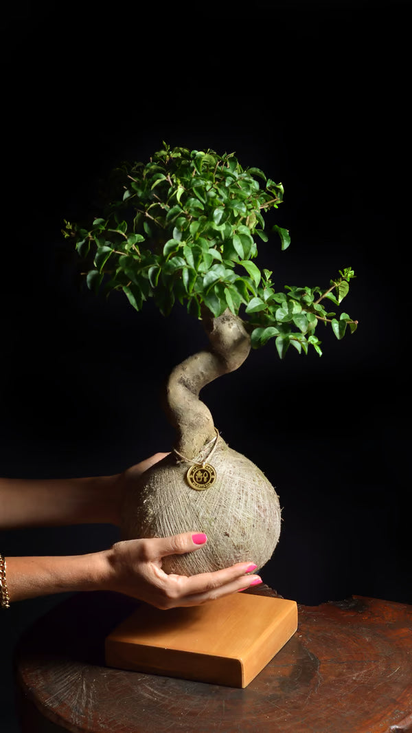 Kokedama Bonsai Ligustro 9 anos