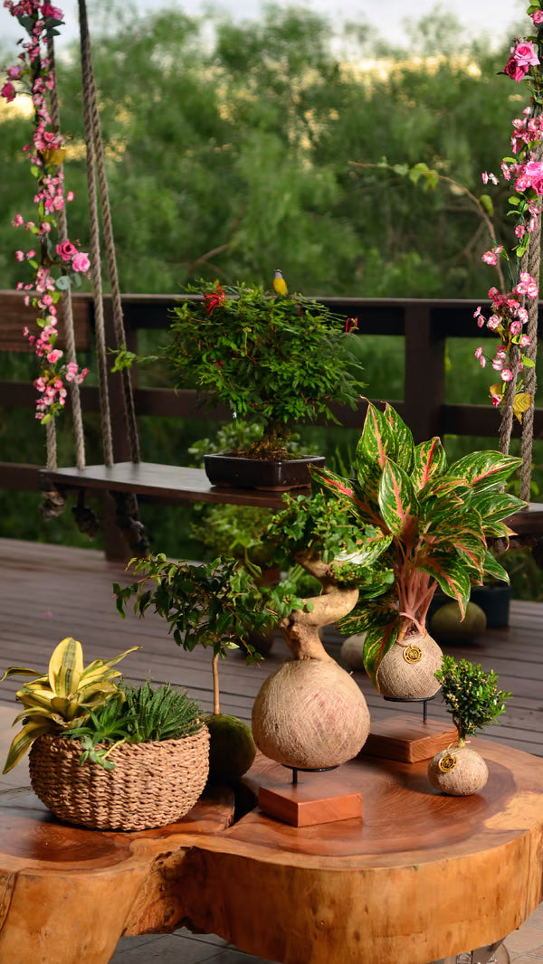 Kokedama Bonsai Ligustro 9 anos
