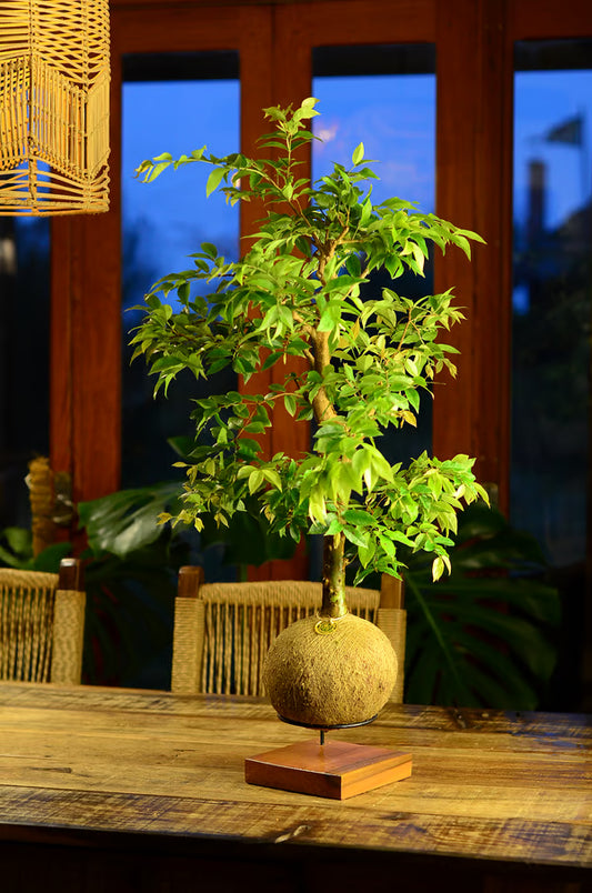 Kokedama Bonsai Jabuticaba 20 anos