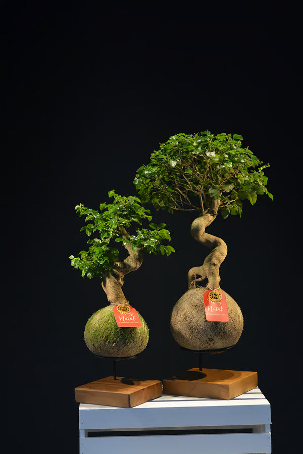 Kokedama Bonsai Ligustro 14 anos