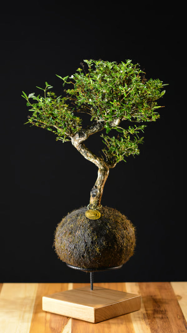 Kokedama Bonsai Serissa 10 anos