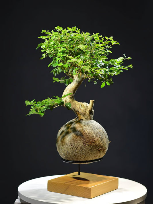 Kokedama Bonsai Ligustro 9 anos