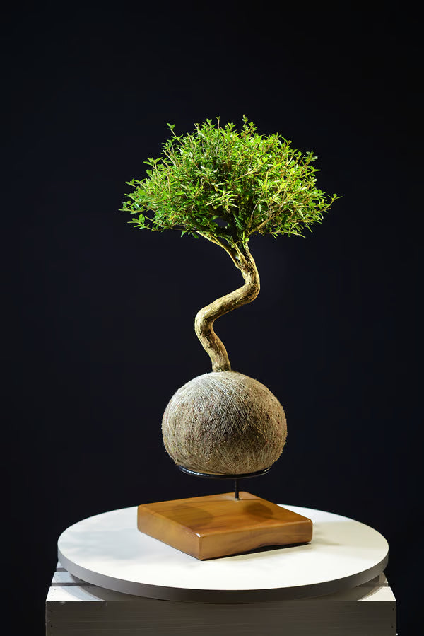 Kokedama Bonsai Serissa 10 anos