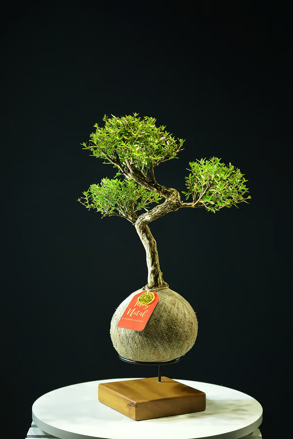 Kokedama Bonsai Serissa 10 anos
