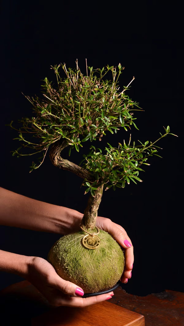 Kokedama Bonsai Serissa 10 anos