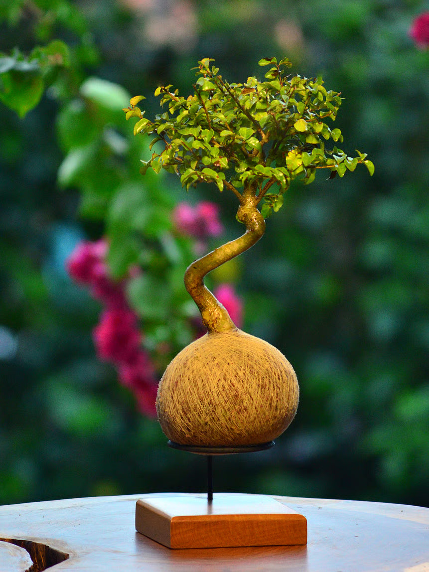 Kokedama Bonsai Ligustro 5 anos