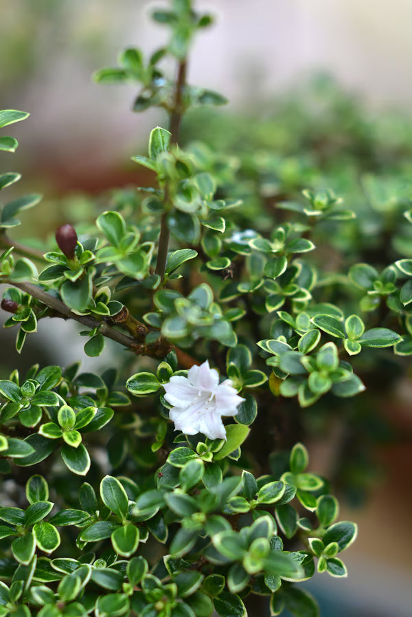 Kokedama Bonsai Serissa 10 anos