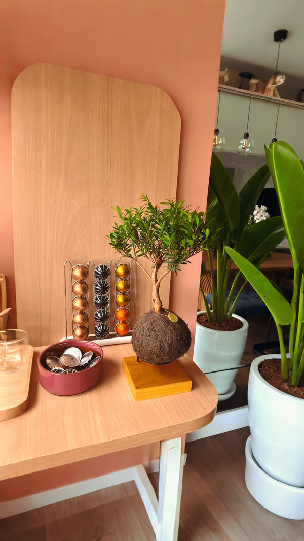 Kokedama Bonsai Serissa 10 anos