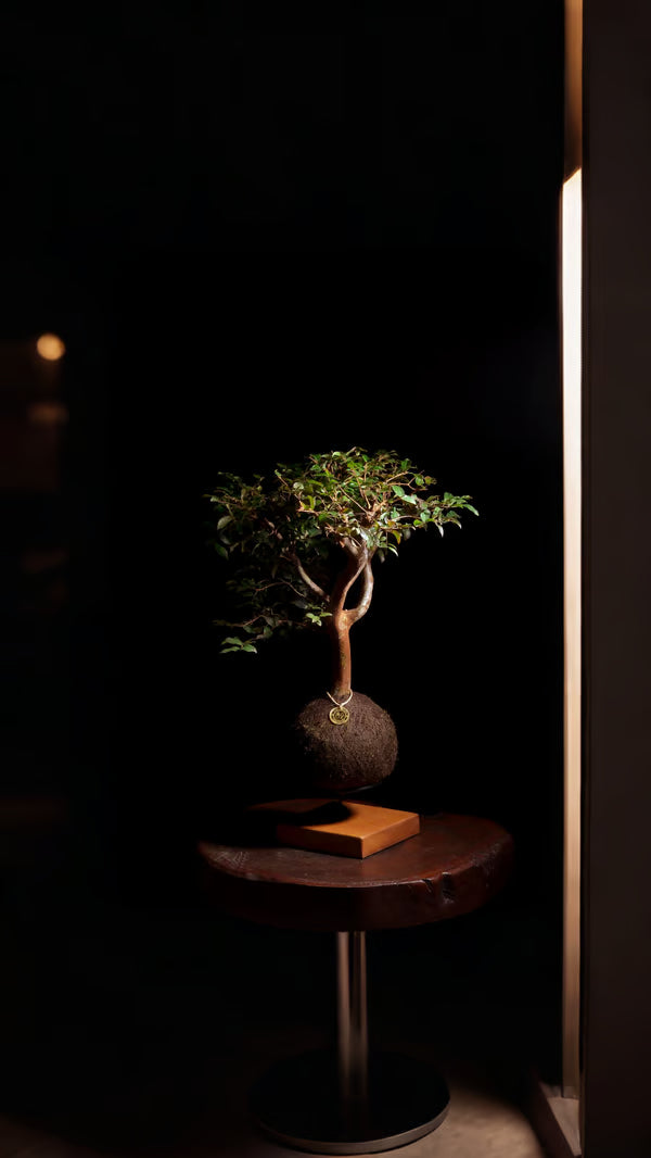 Kokedama Bonsai Jabuticaba 20 anos