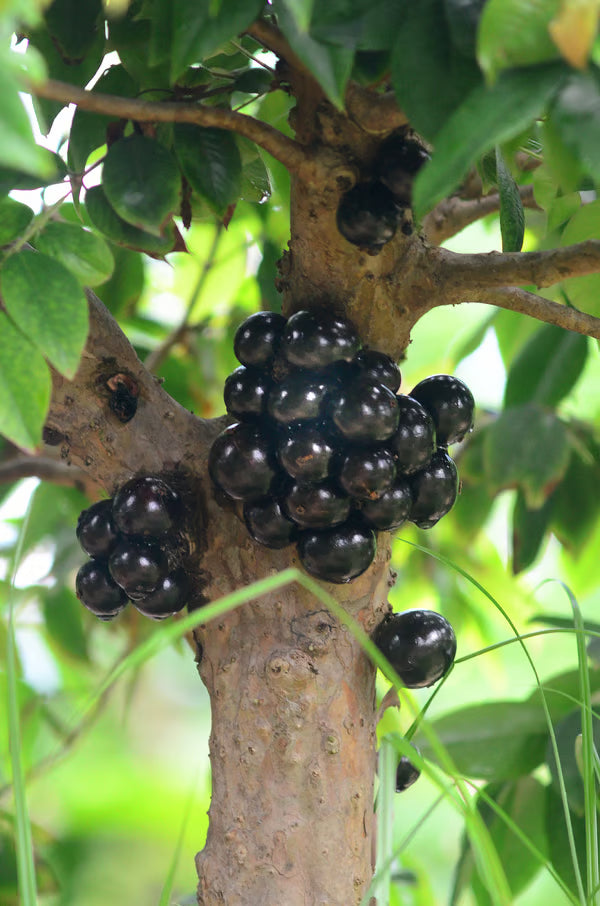 Kokedama Bonsai Jabuticaba 20 anos