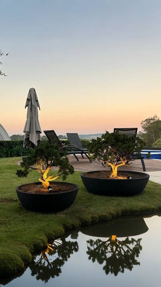 Bonsais para área externa