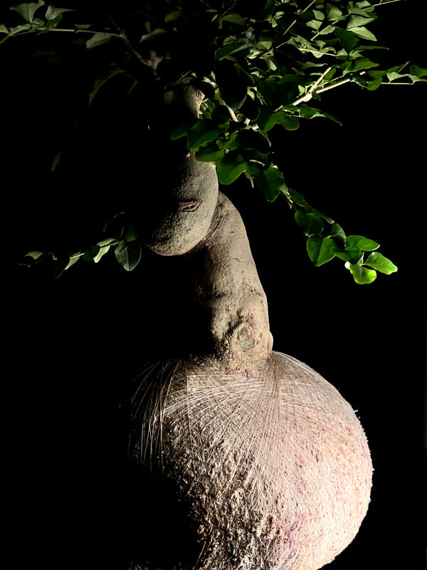 Kokedama Bonsai Ligustro 14 anos