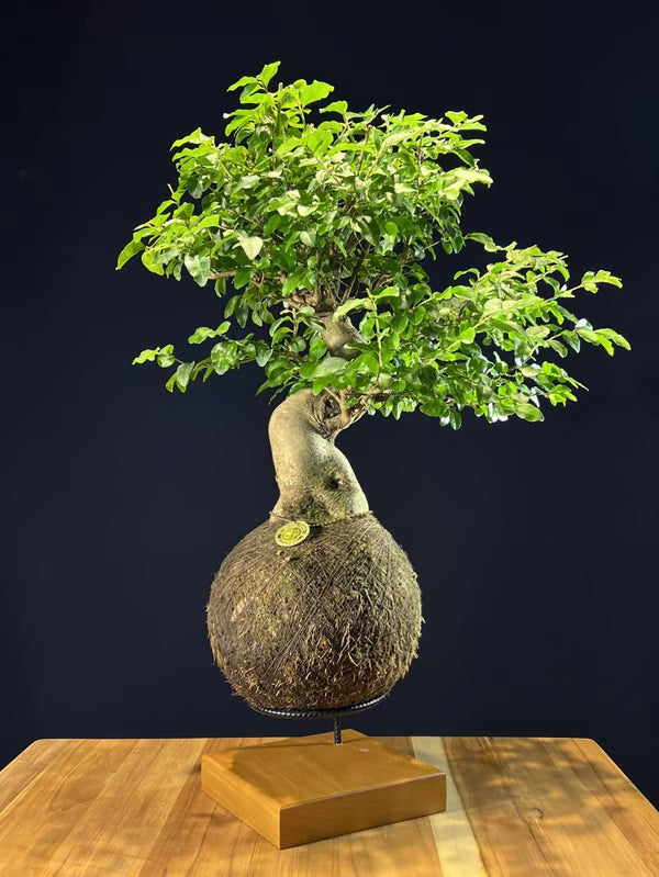 Kokedama Bonsai Ligustro 14 anos