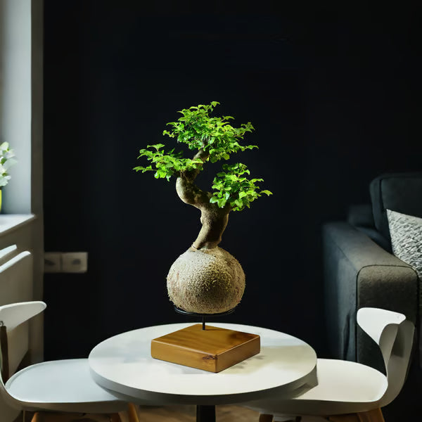 Kokedama Bonsai Ligustro 9 anos