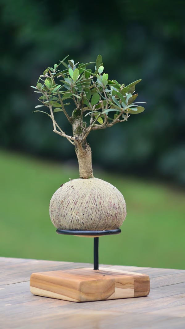 Kokedama Bonsai Oliveira - Idade variada