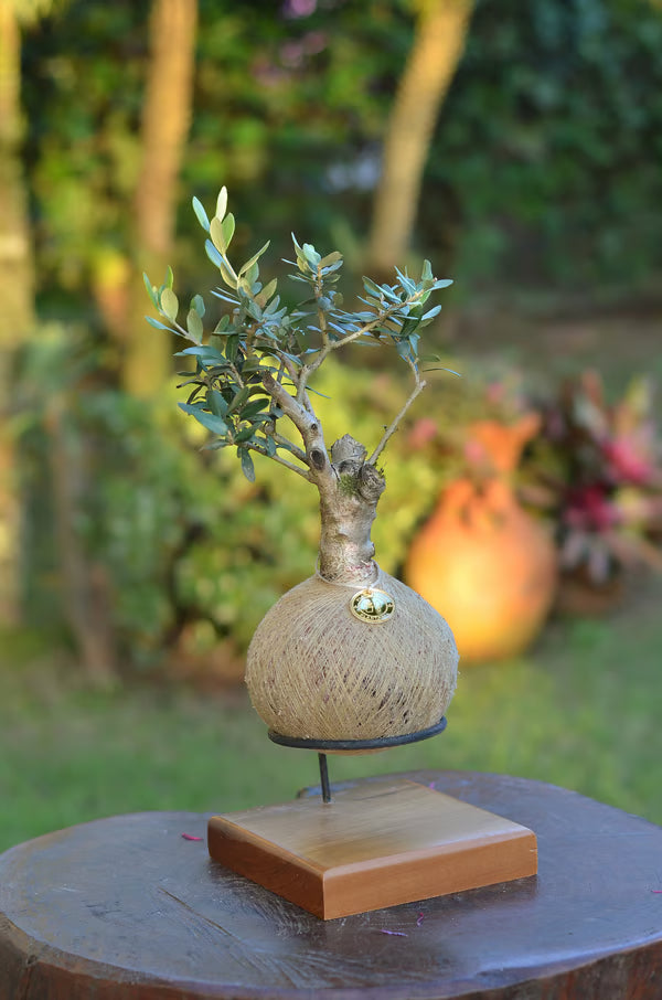 Kokedama Bonsai Oliveira - Idade variada