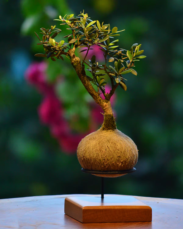 Kokedama Bonsai Oliveira - Idade variada