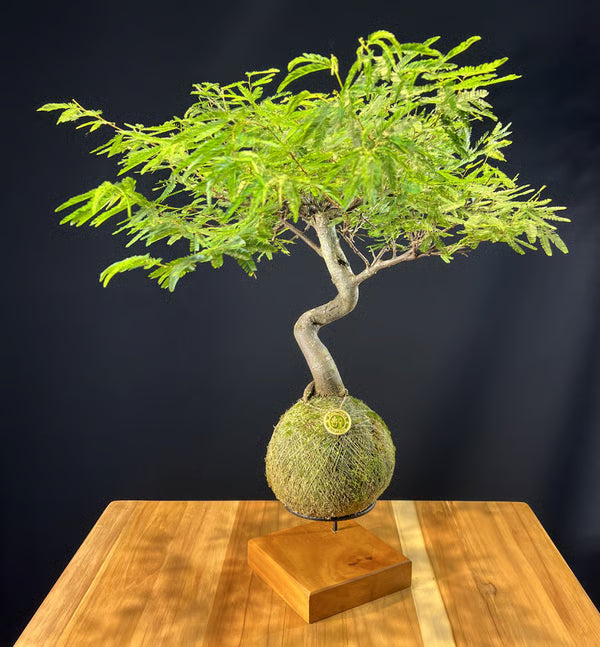 Kokedama Bonsai Caliandra