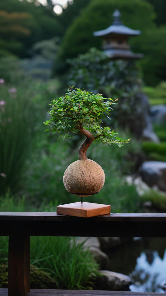Kokedama Bonsai Caliandra