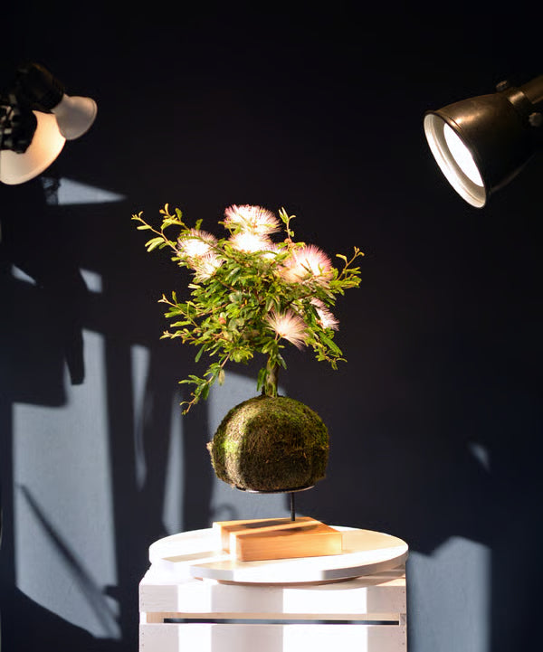 Kokedama Bonsai Caliandra