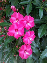 IPOMEIA AFRICANA TREPADEIRA