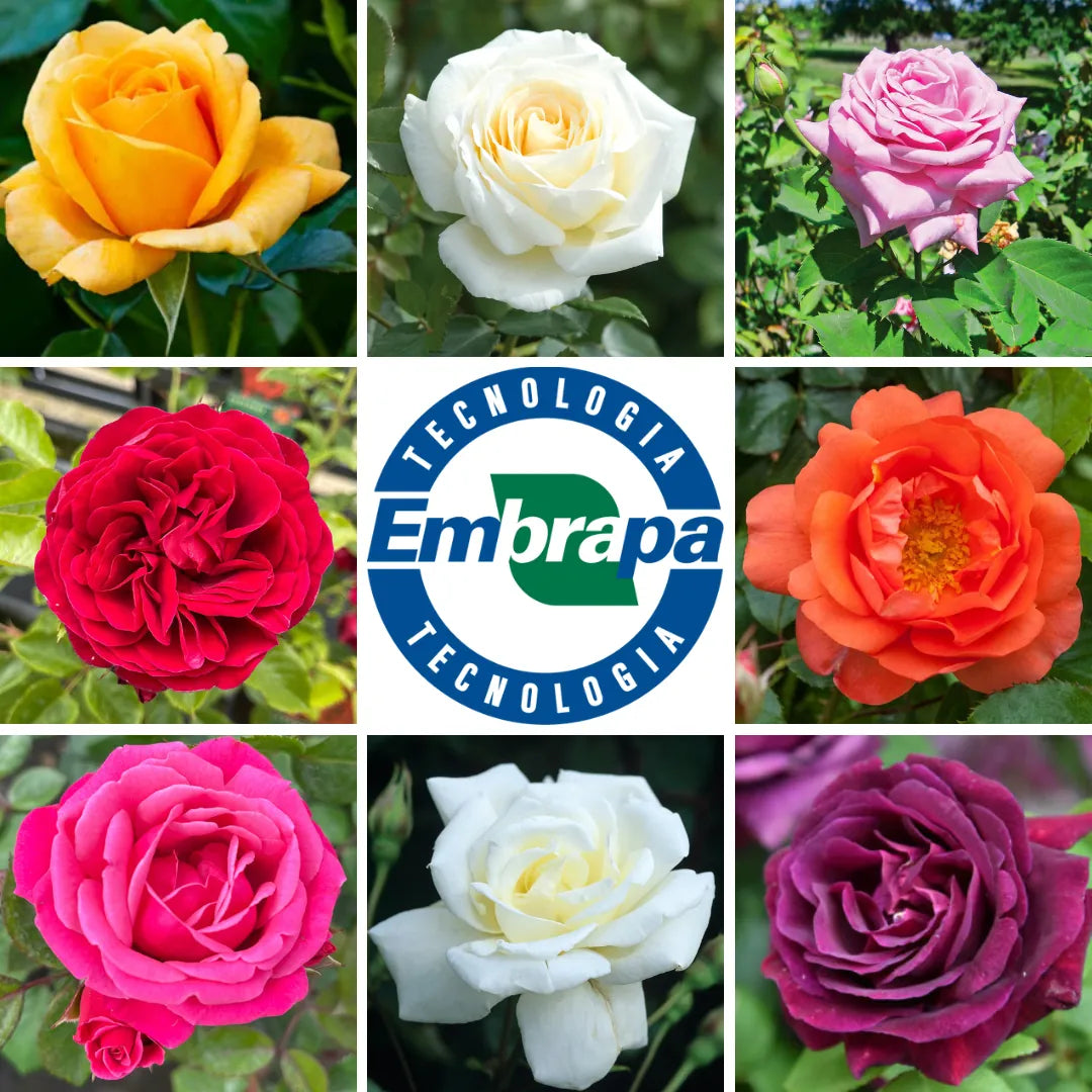 Sementes De Rosas Trepadeiras Com Cores Variadas 300 unidades