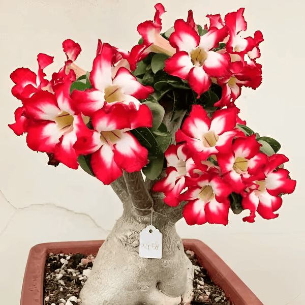 🔥Rosa do Deserto: Floresça seu Jardim🌺+ [BRINDE ESPECIAL]