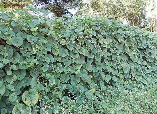 IPOMEIA AFRICANA TREPADEIRA