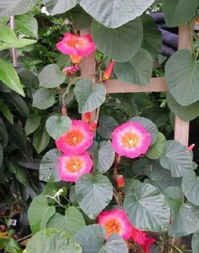 IPOMEIA AFRICANA TREPADEIRA