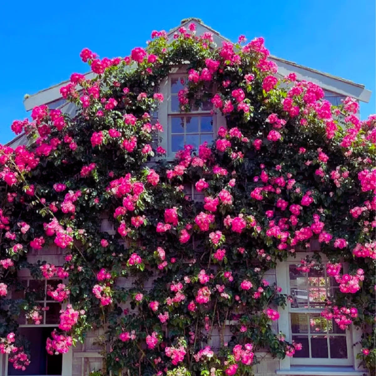 Sementes De Rosas Trepadeiras Com Cores Variadas 300 unidades