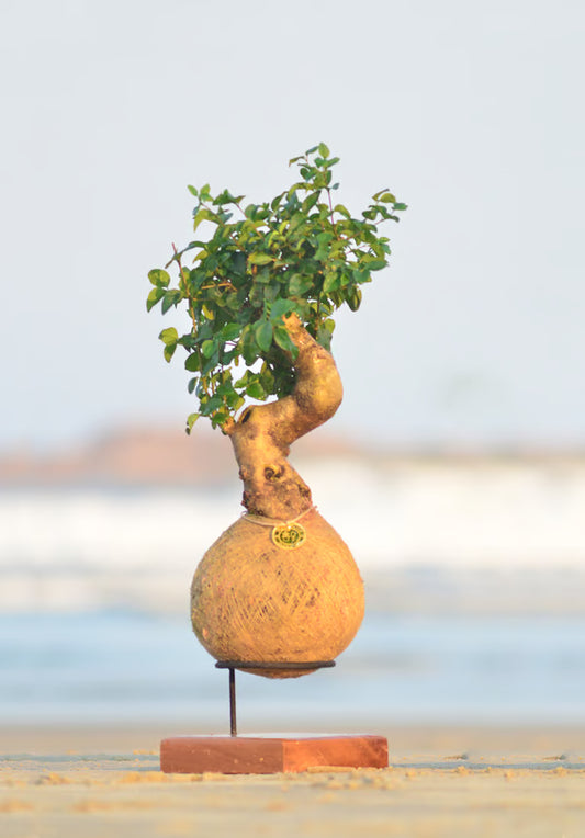 Kokedama Bonsai Ligustro 14 anos