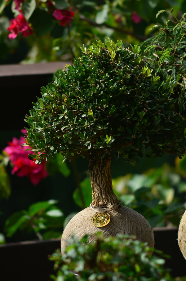 Kokedama Bonsai Buxus 11 anos