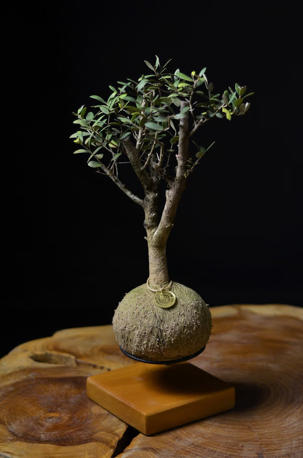 Kokedama Bonsai Oliveira - Idade variada